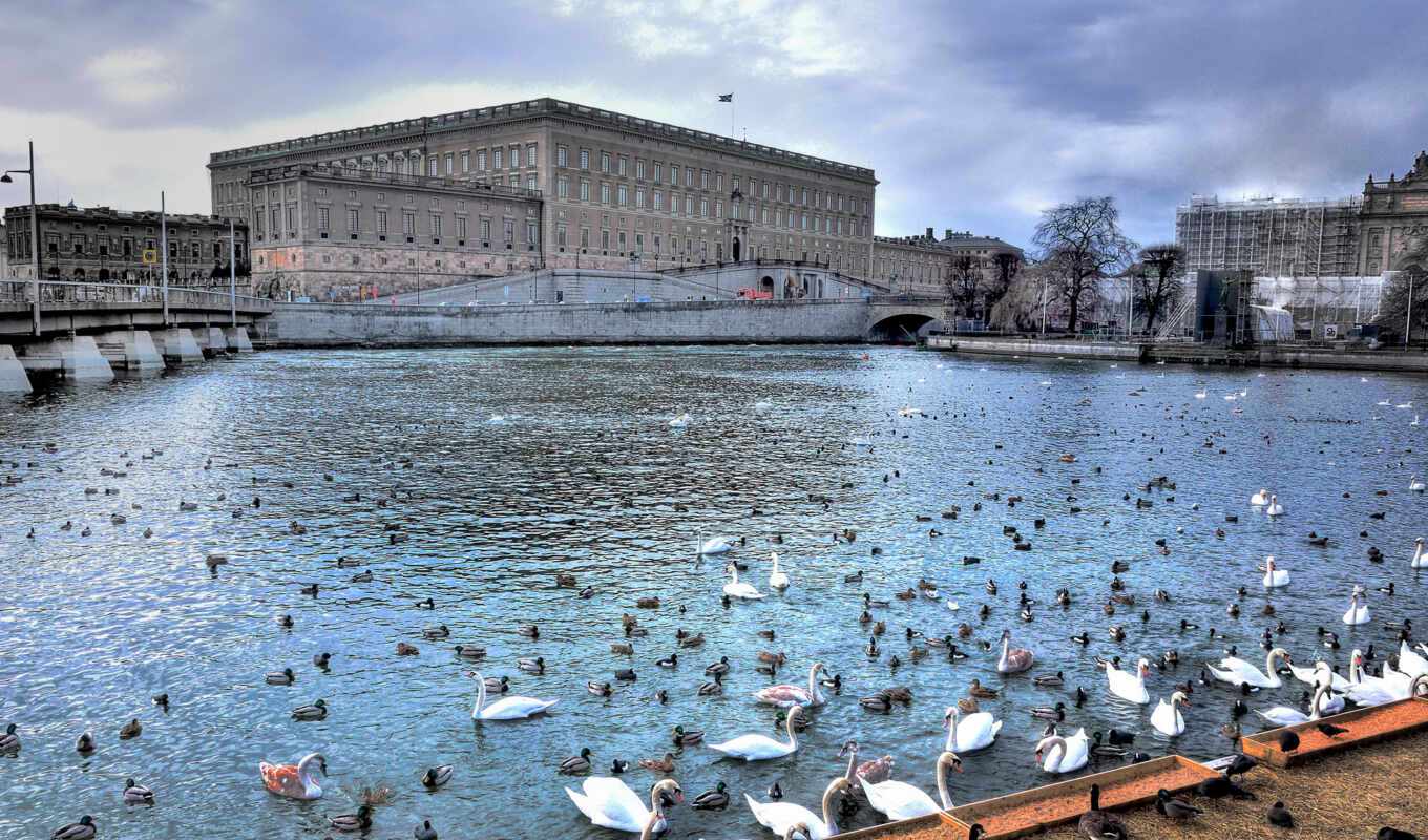 город, лебеди, пруд, sweden, дворец, royal, stockholm