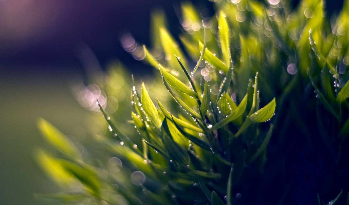 nature, picture, light, drops, macro, green, foliage, shadow, color, cvety, plants