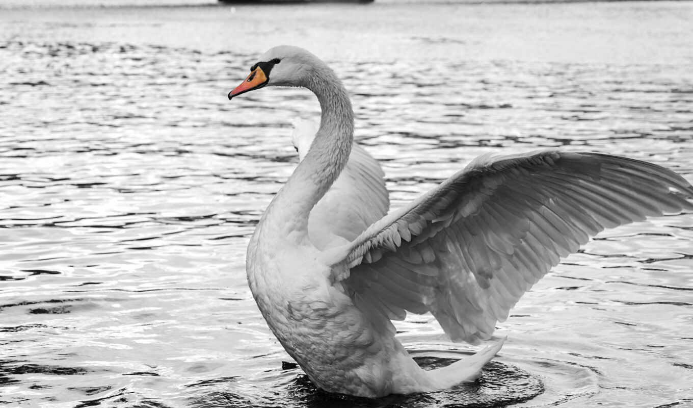 white, water, птица, title, красивый, лебедь