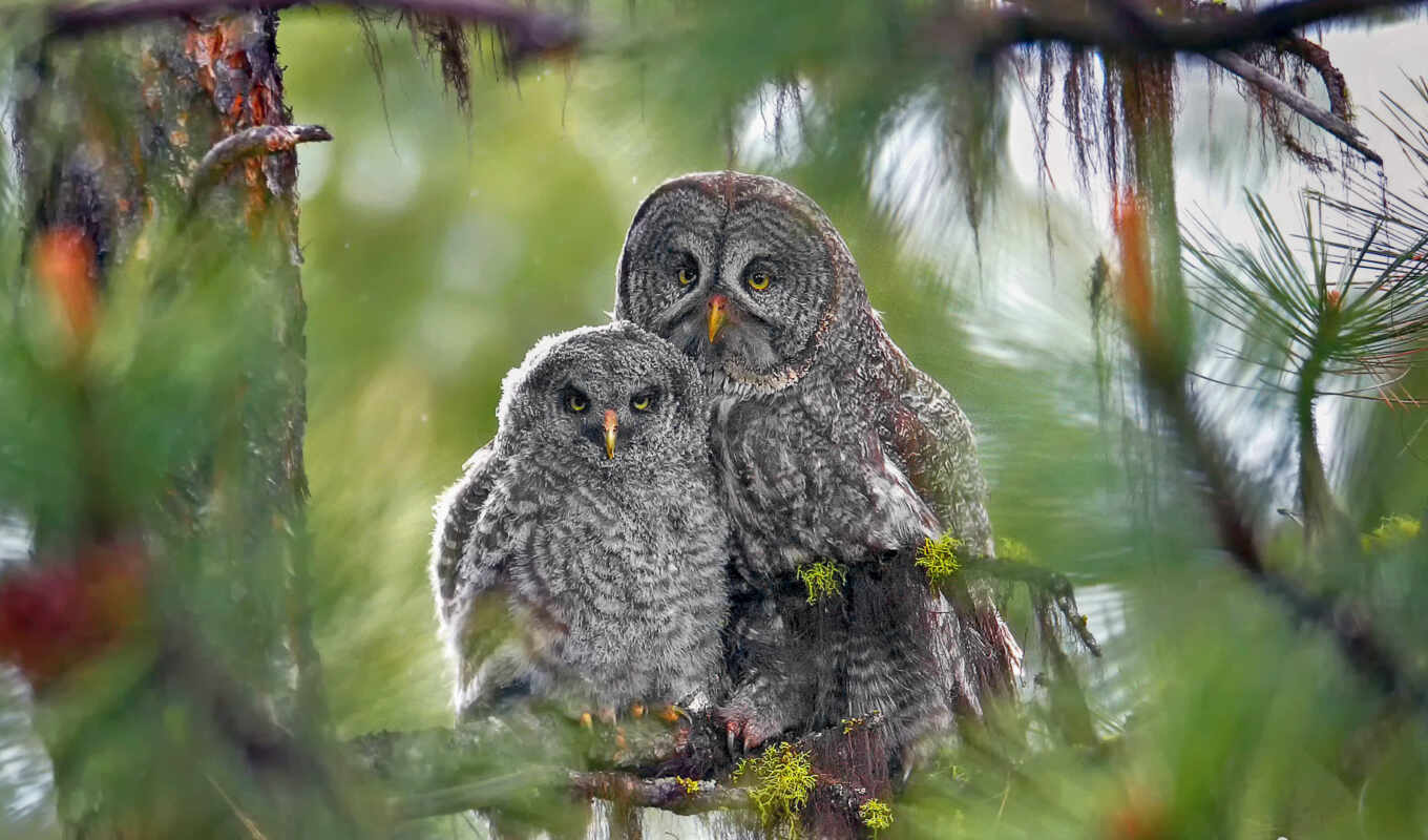 owl, mommy, my wife
