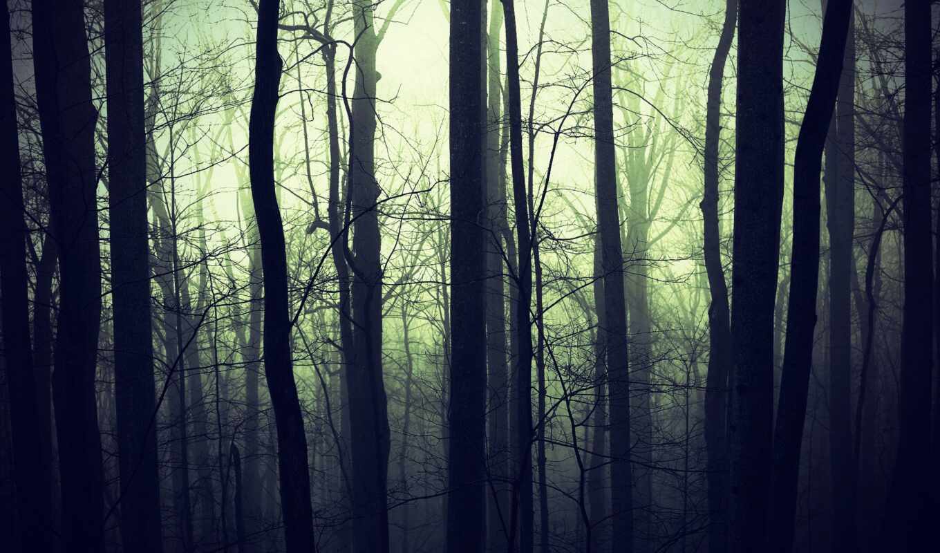 лес, туман, густой, хмурый, abrakadabra