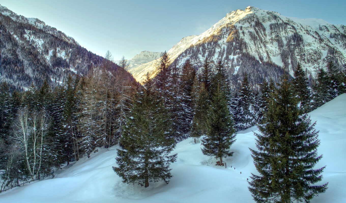 дерево, снег, гора, австрия, gallery, альпы, ёль, rare