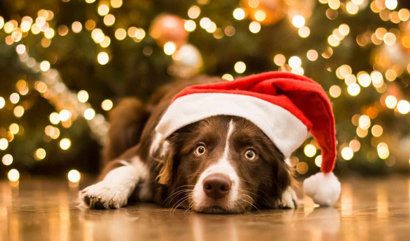 new, year, dog, christmas, animal