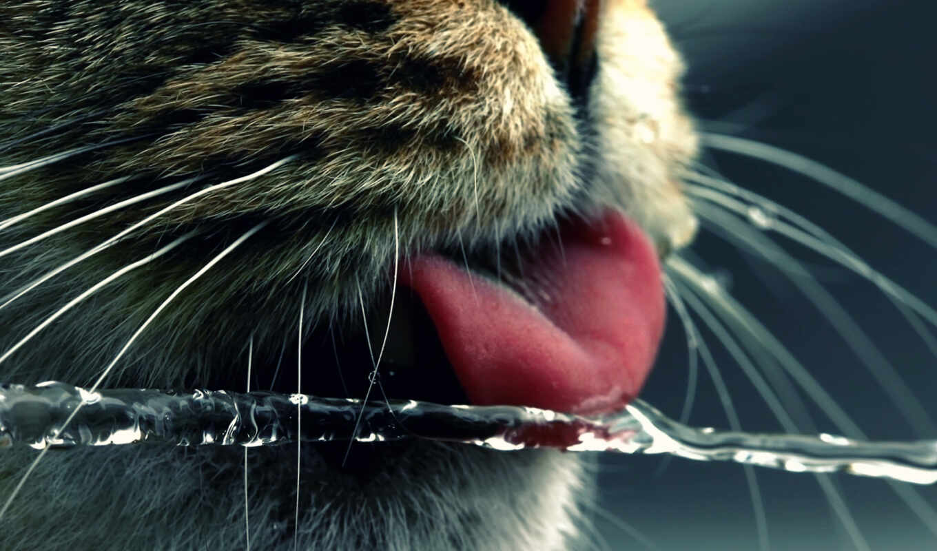 water, кот, под, кошки, морда, язык, ус, водой, воду