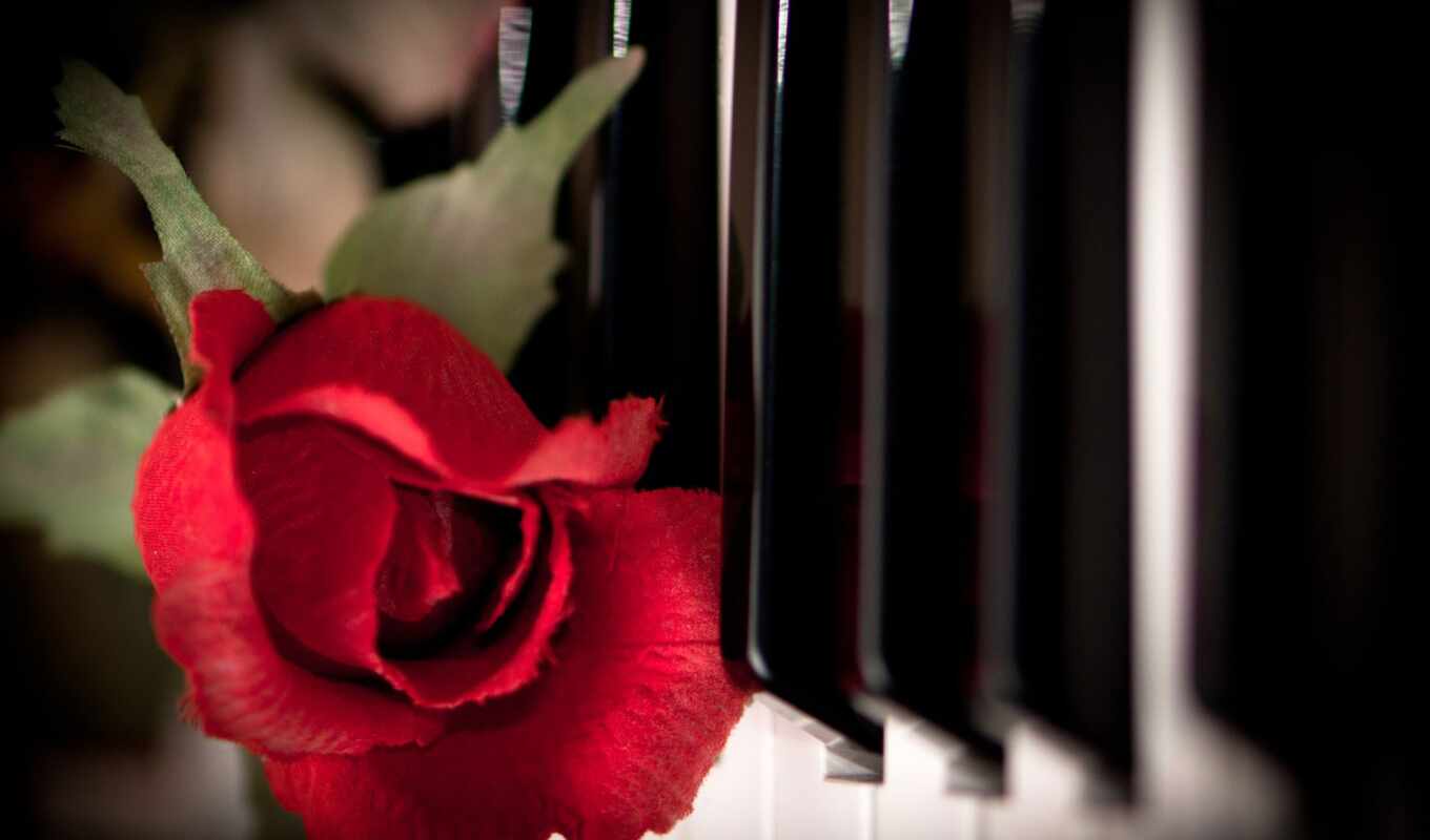 цветы, роза, музыка, клавиши, piano