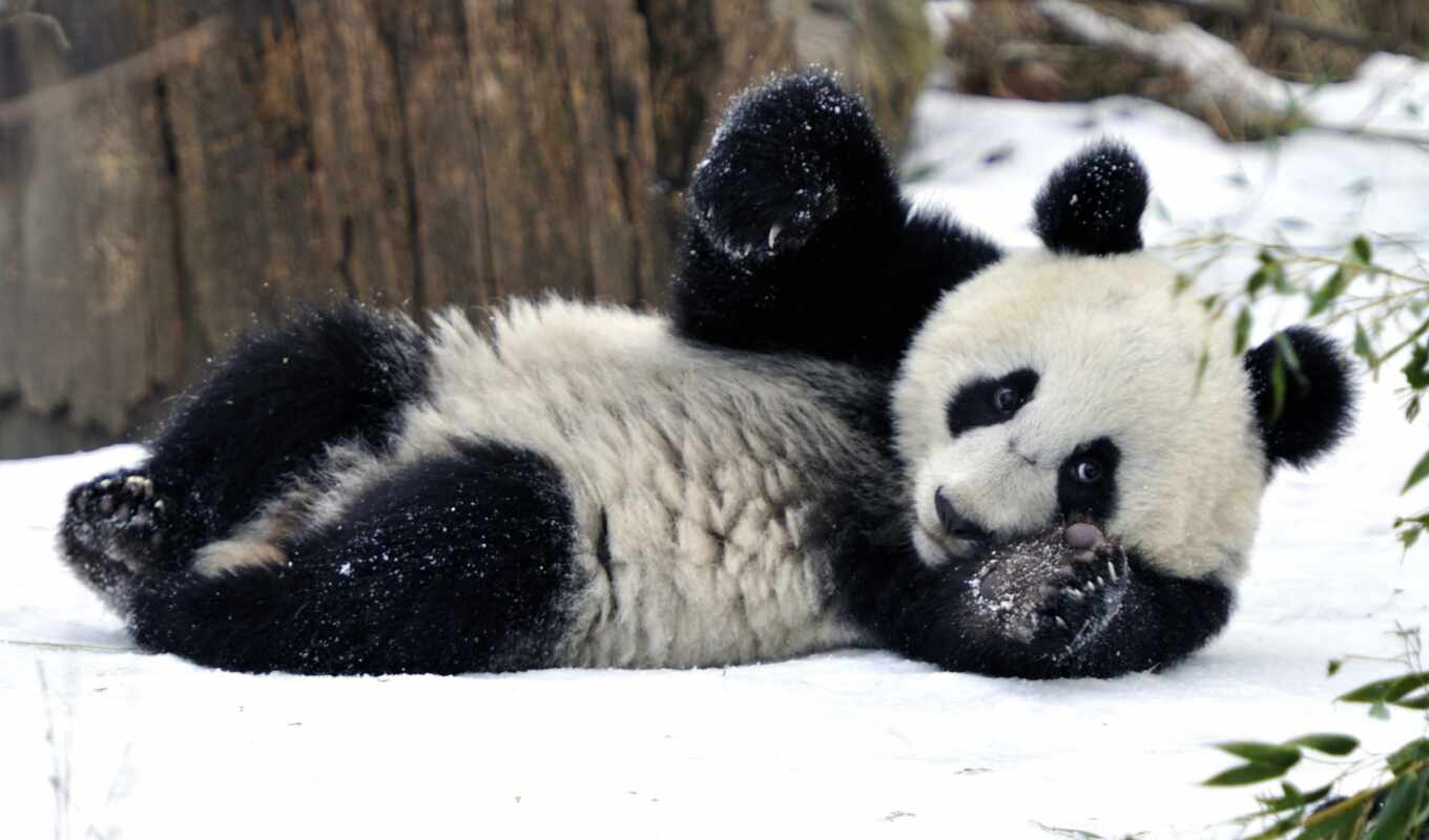 ми, панда, панды, медведь, zhivotnye, zima, haustiere, bambus, bär