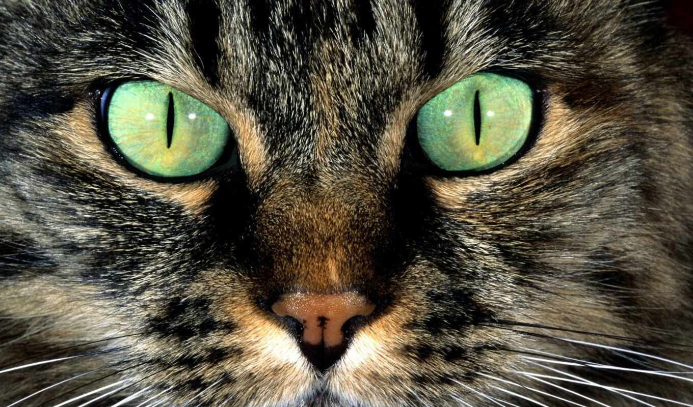 глаз, зелёный, кот, wild, animal