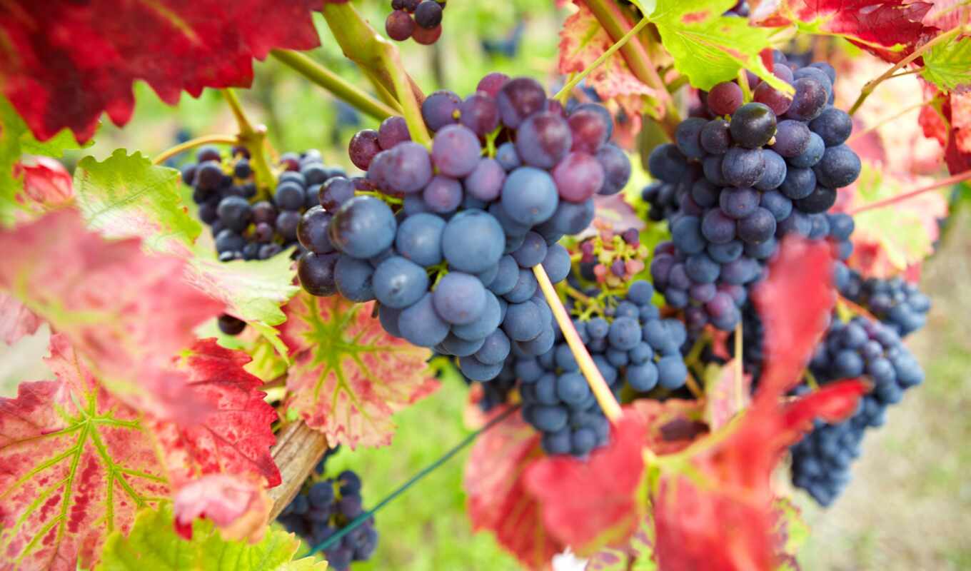 природа, красные, листья, осень, ягоды, виноград, виноград, бордовые, грозди