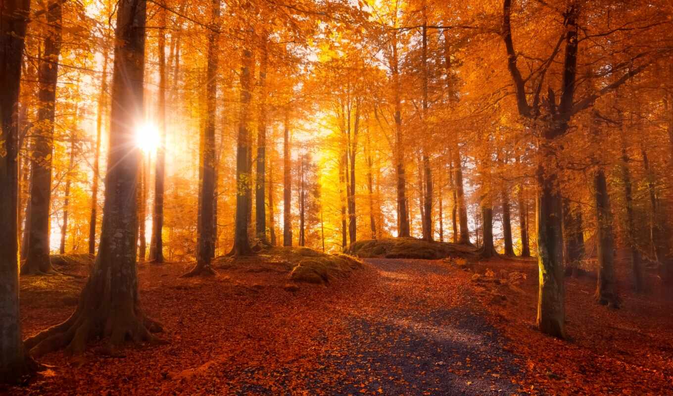 nature, sun, leaves, forest, road, sunlight, autumn, through, trees, rays