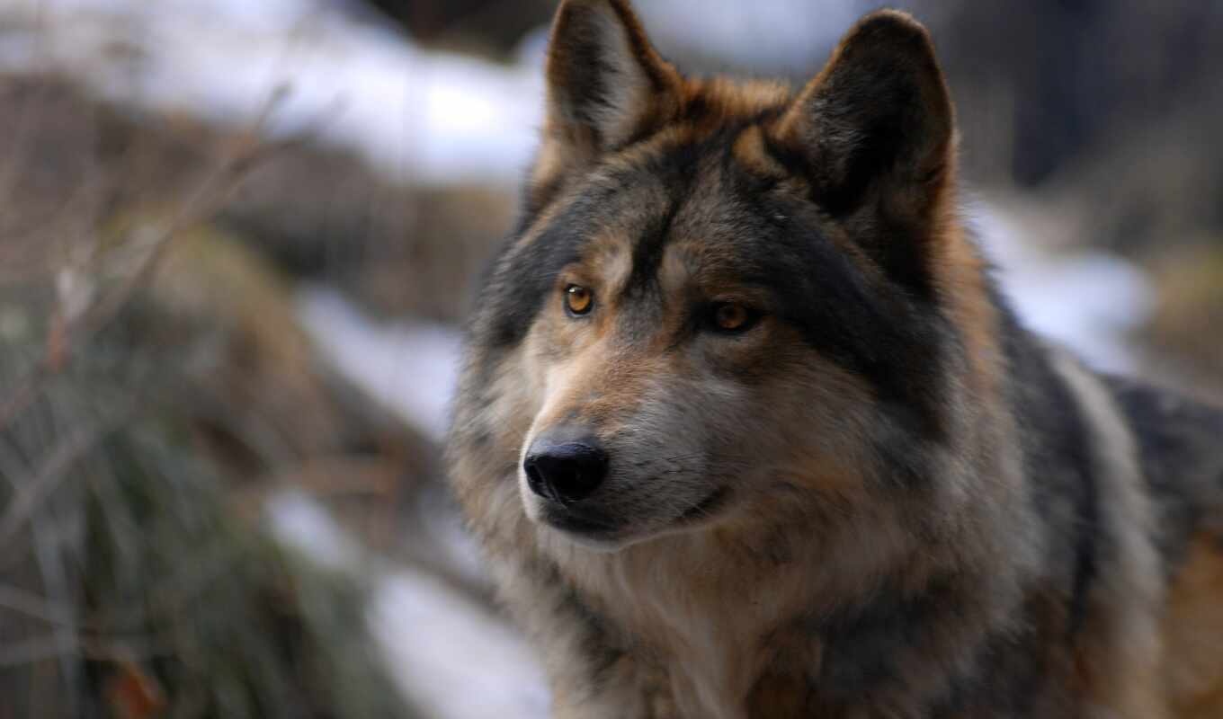forest, predator, wolf, wolves, zhivotnye, shakals, coyotes