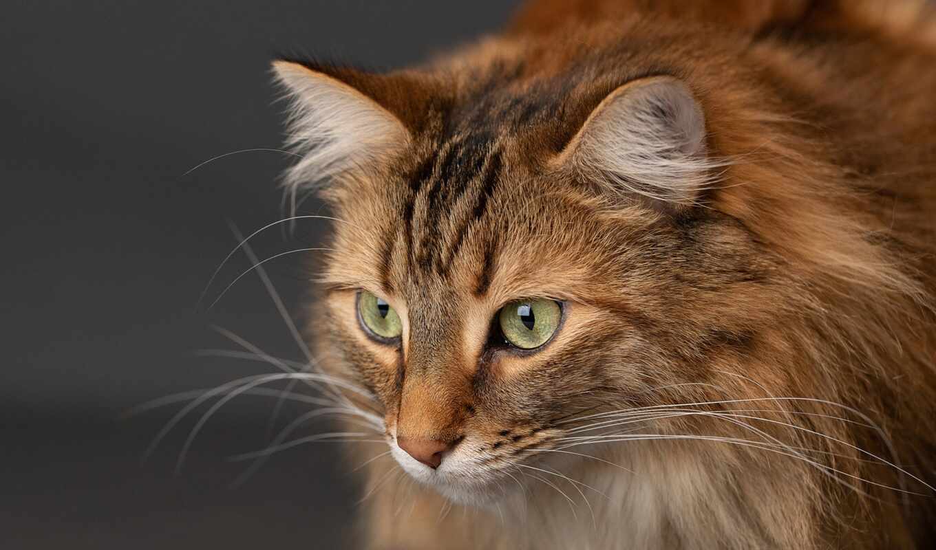 green, cat, cute, see, brown, muzzle, which, fluffy, maine, kuna