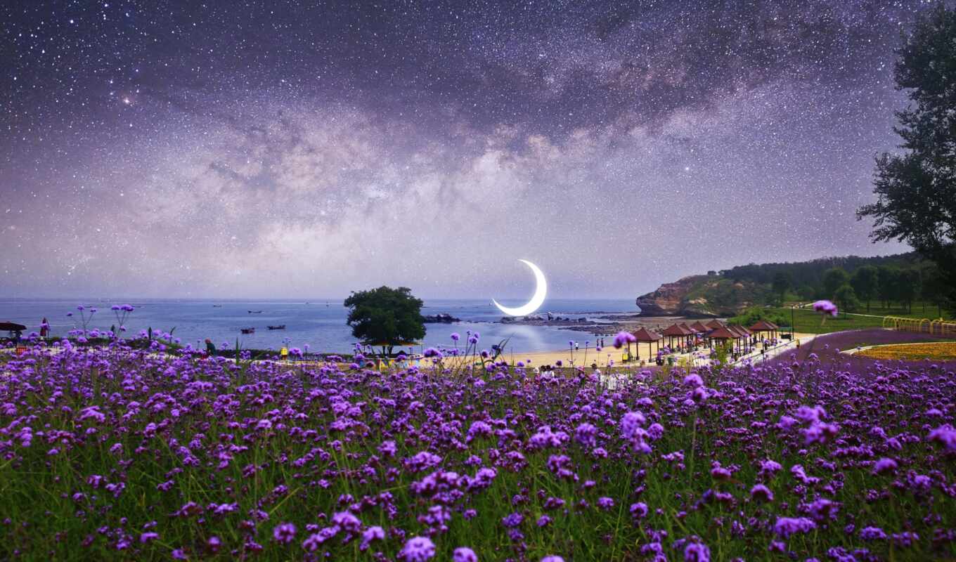 небо, цветы, purple, ночь, photoshop, star, лунно, крокус, petunia, give