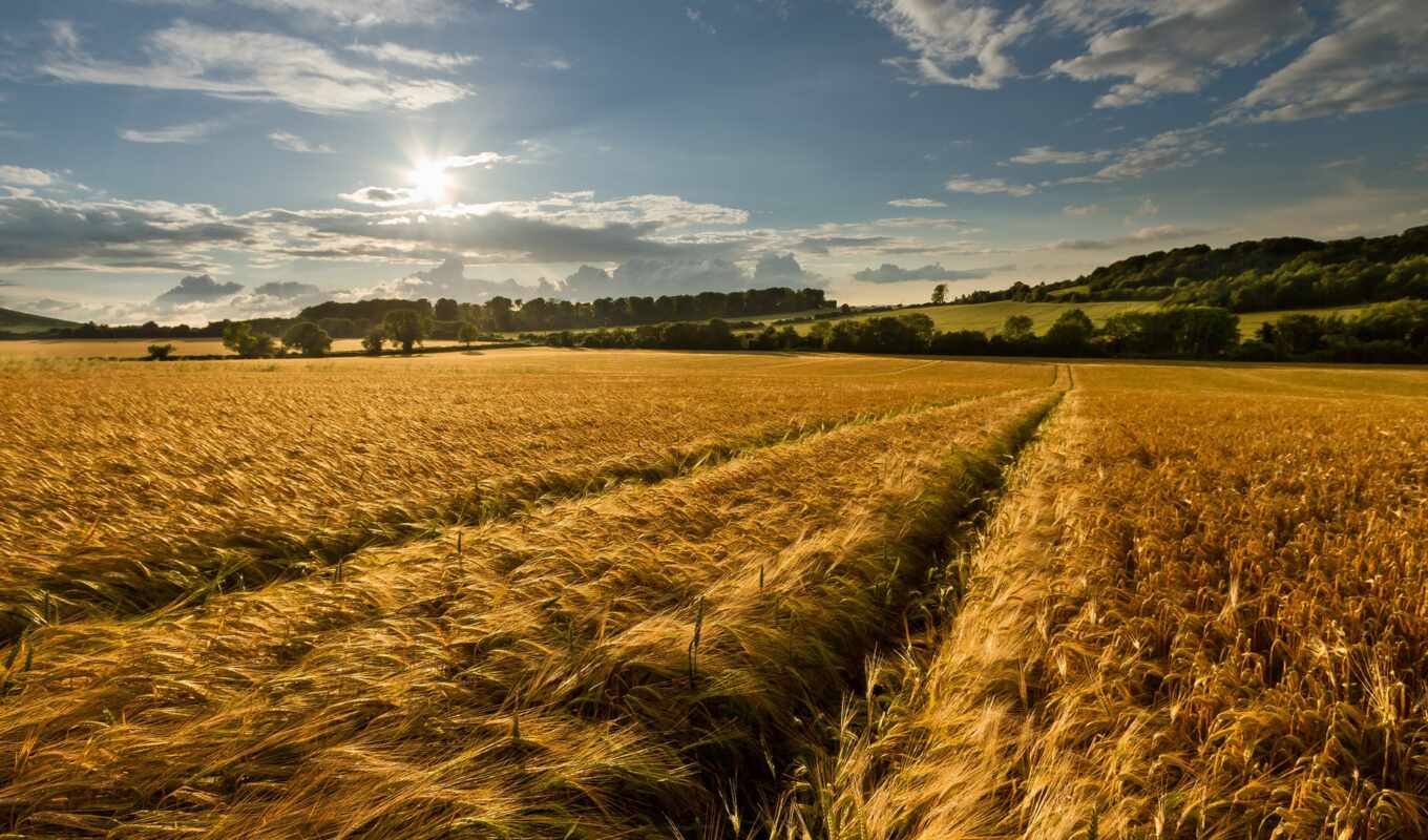 природа, summer, поле, weed, rye, пшеница
