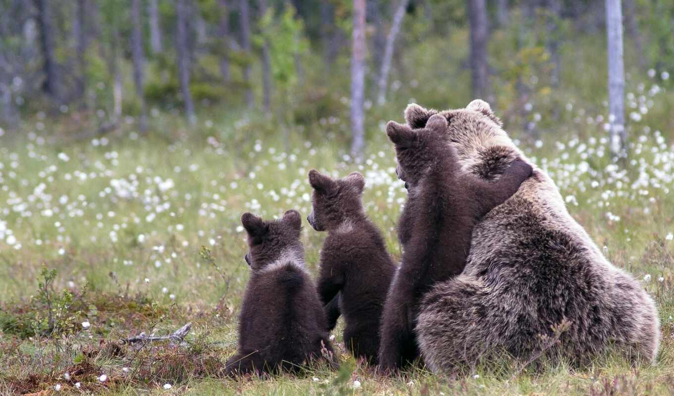 медведь, animal, baby