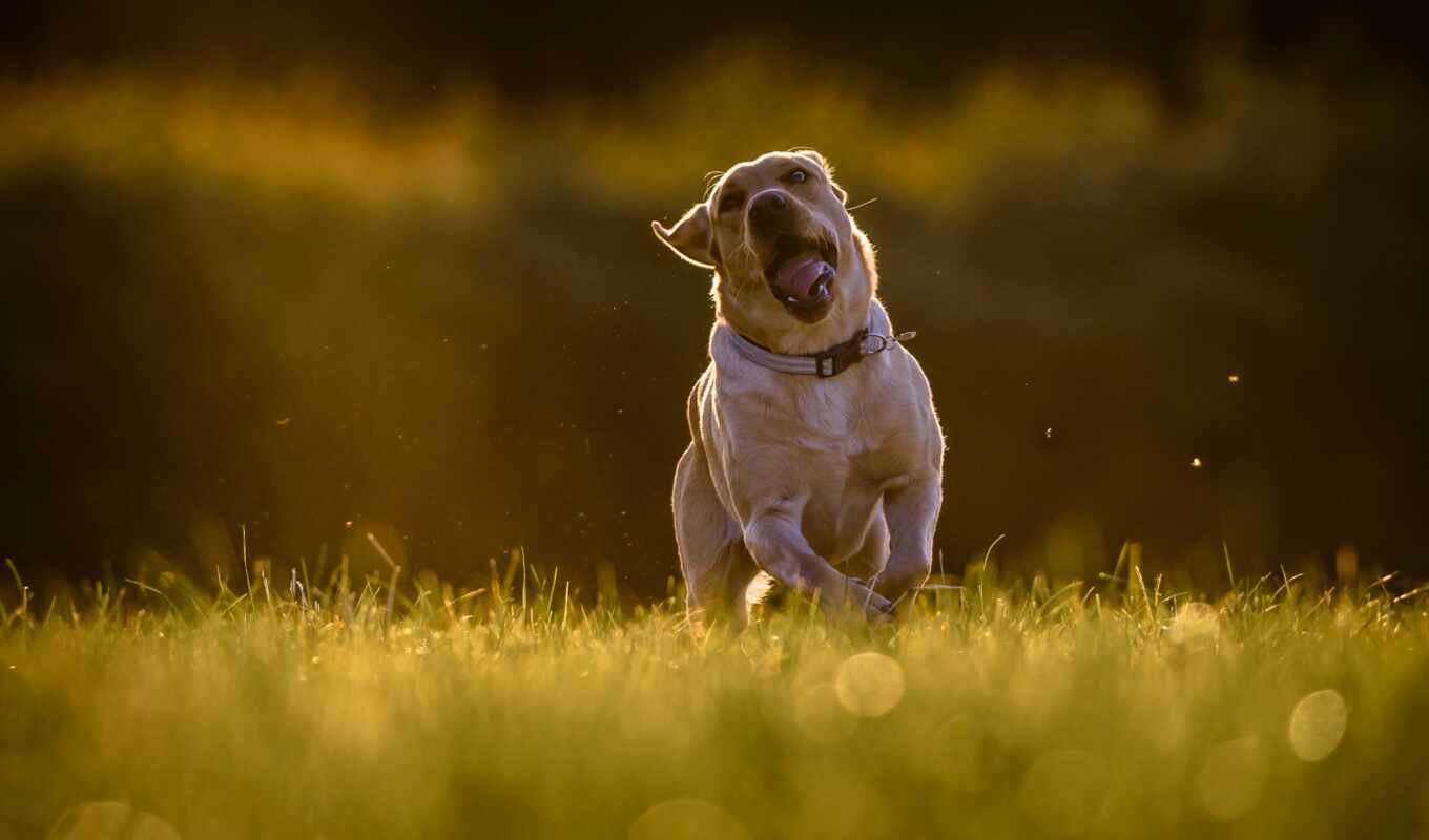 dog, Labrador, running, retriever