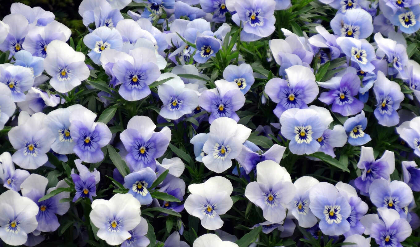 цветы, blue, глаз, фиолетовый, autin, funart