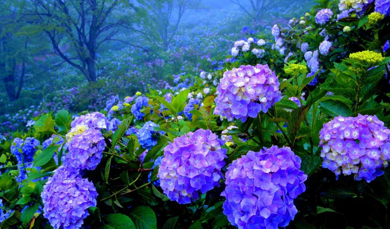 flowers, purple, southern, plant, hydrangea