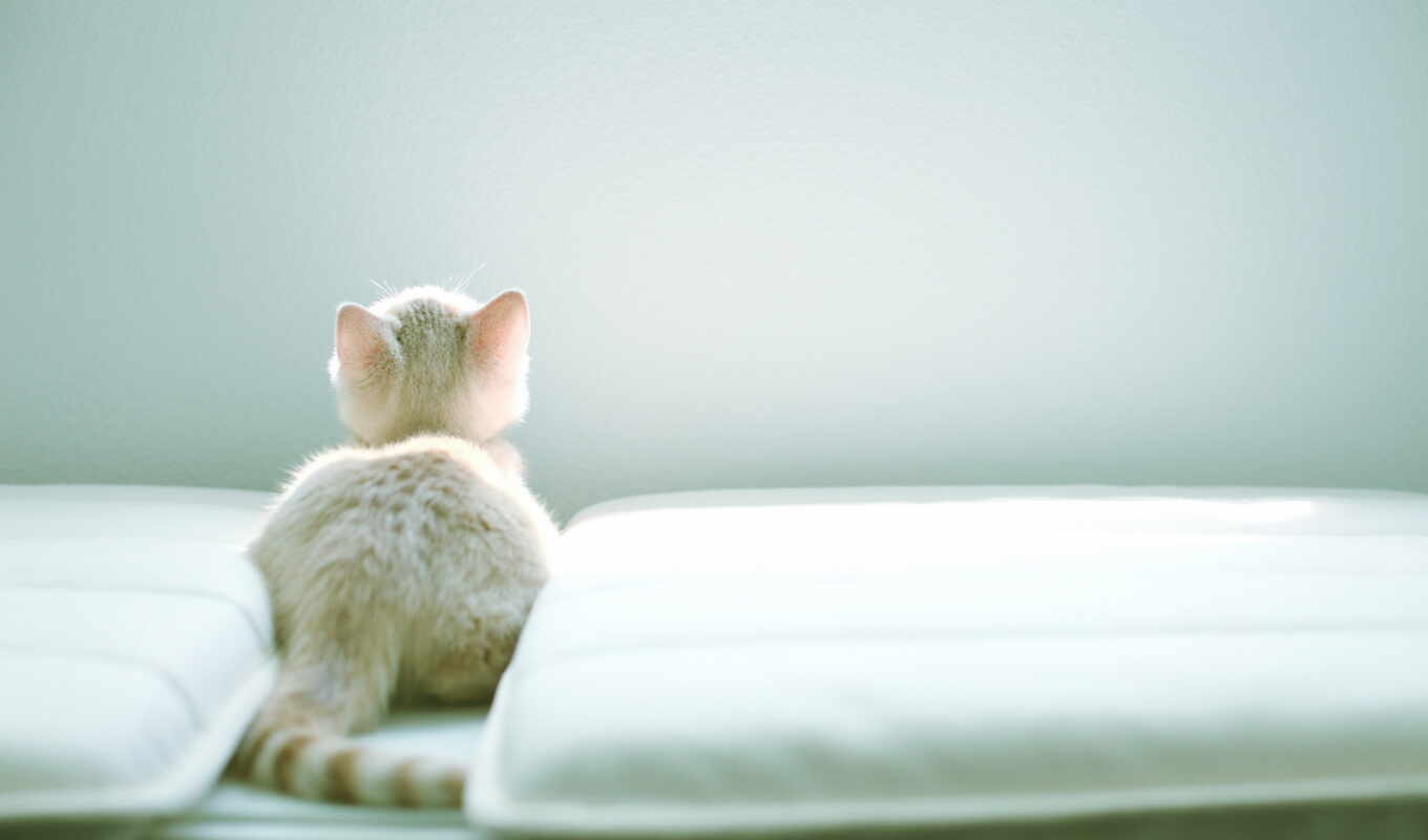 white, кот, котенок, peakpxpage