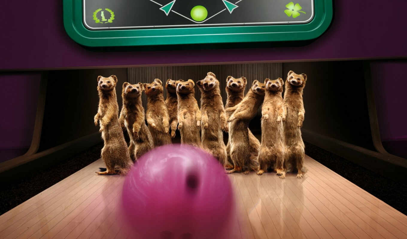 picture, creative, big, gags, mixed, humor, cool, mangus, bowling, funny