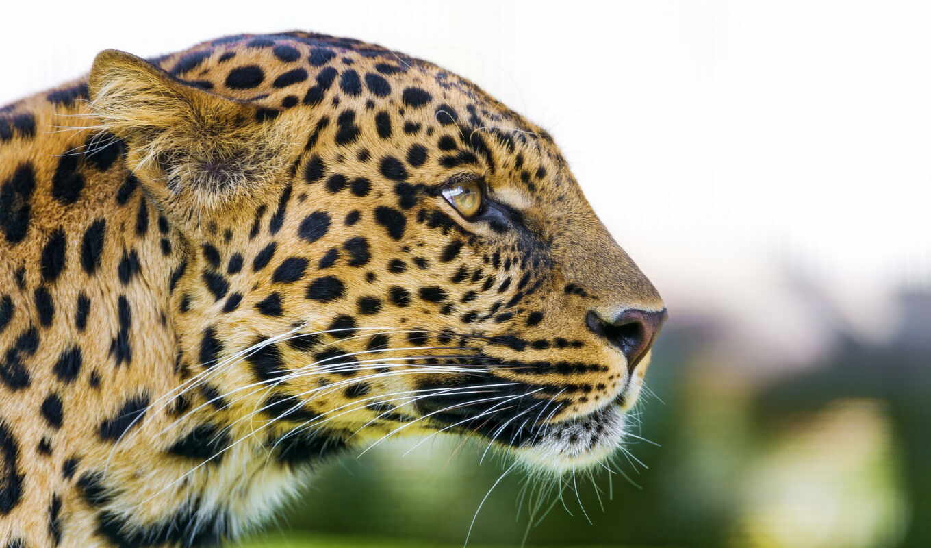 view, profile, leopard, predator, muzzle, panthera, pardus