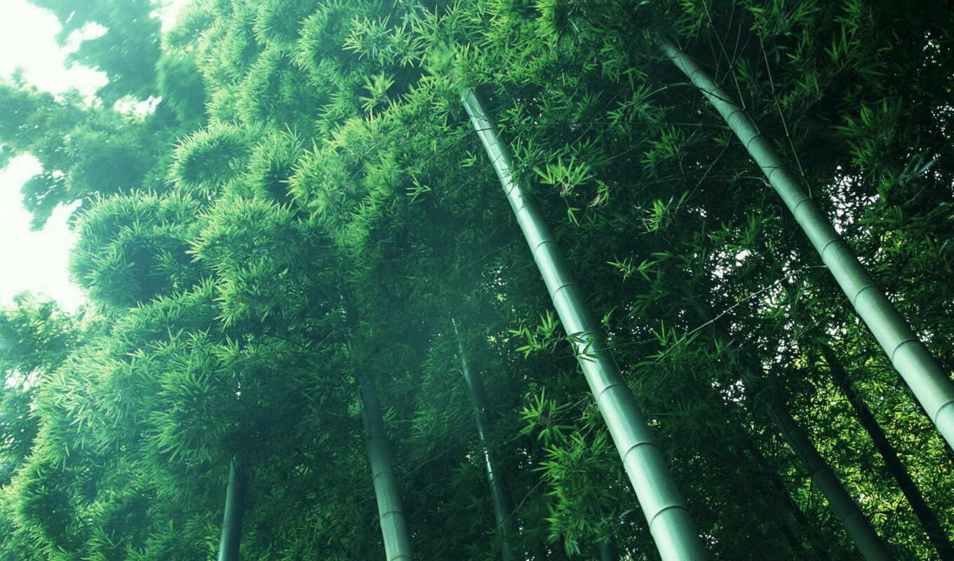 зелёный, бамбук, кроны, стебли