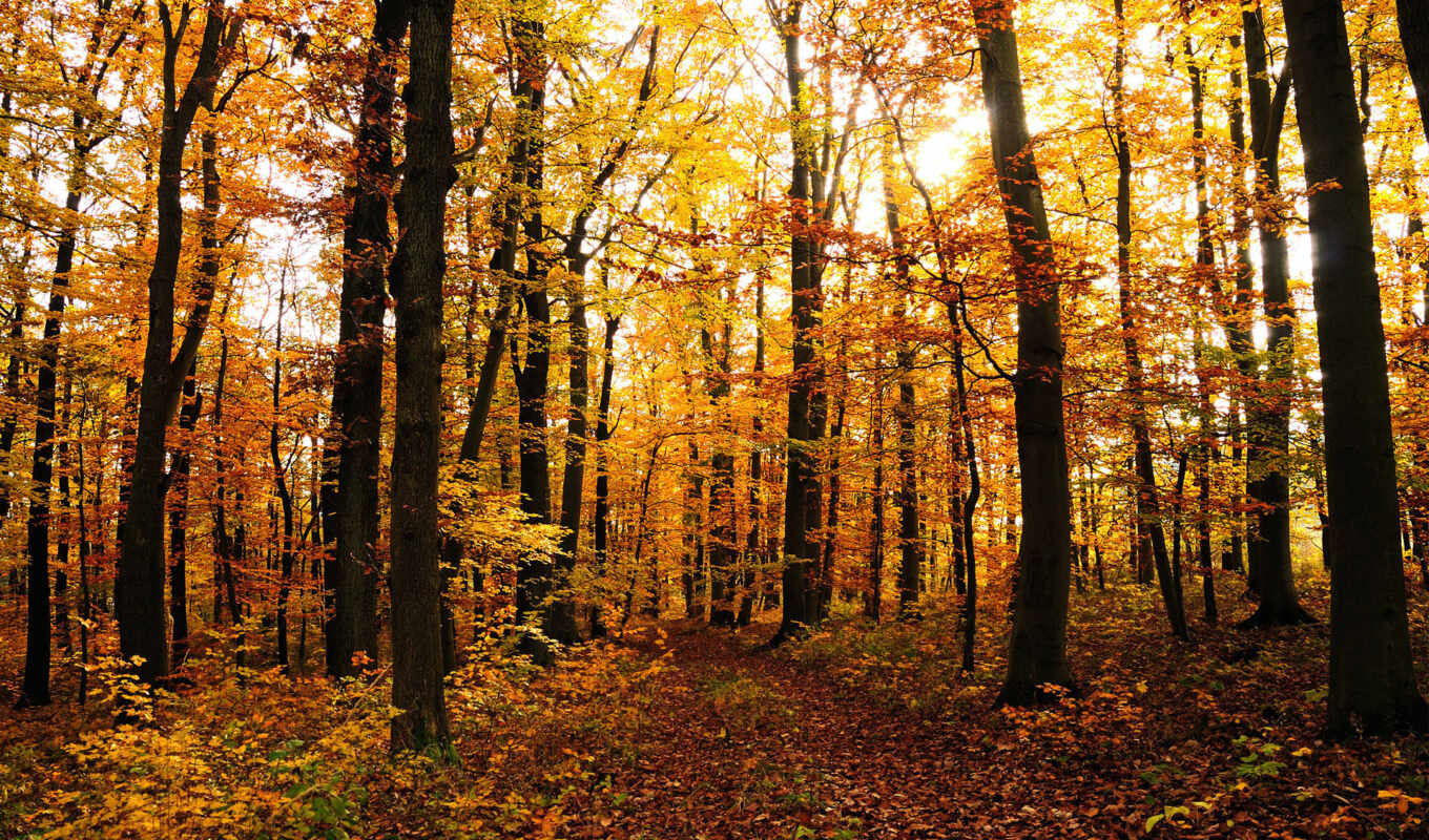 природа, дерево, красивые, лес, осень, листва, осенние, trees, леса, листопад