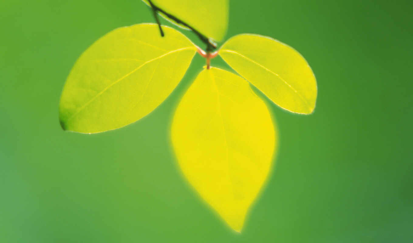 зелёный, листва