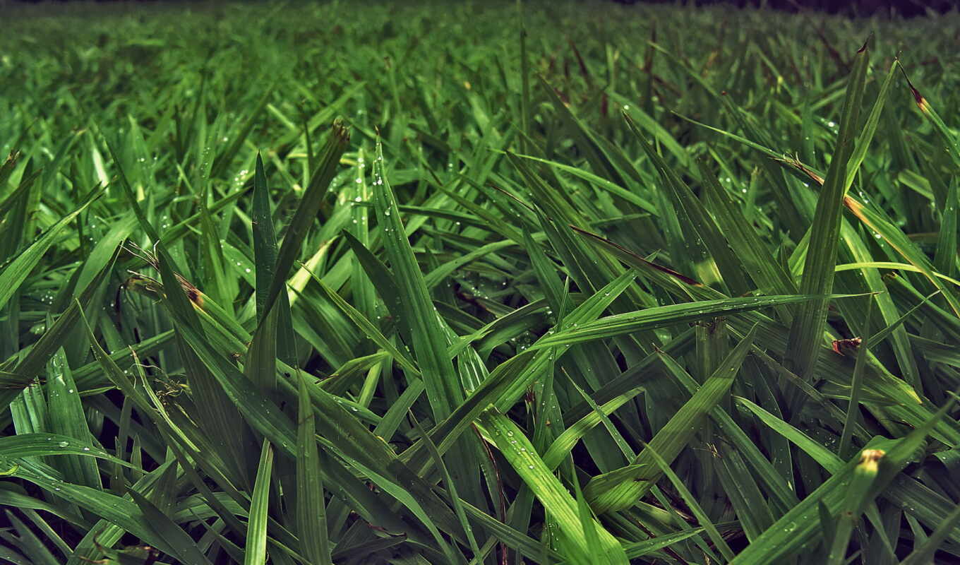 взгляд, лист, зелёный, трава, share, greenery, addthis