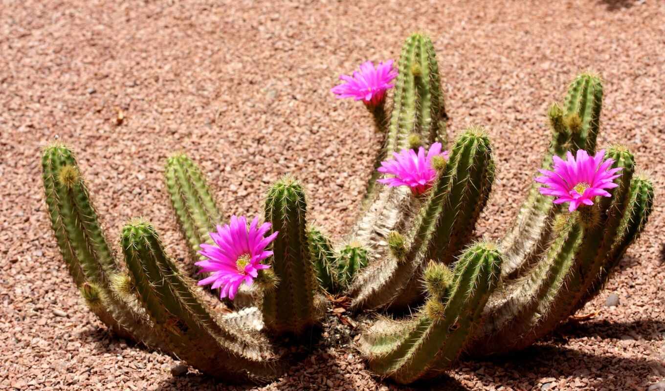 photo, flowers, pink, blossom, beautiful, cactus, high - quality