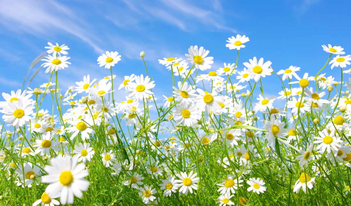 sky, flowers, field, mood, roma