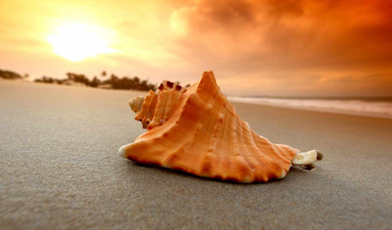 природа, макро, красивые, пляж, море, песок, print, seashell, ракушки, рапан