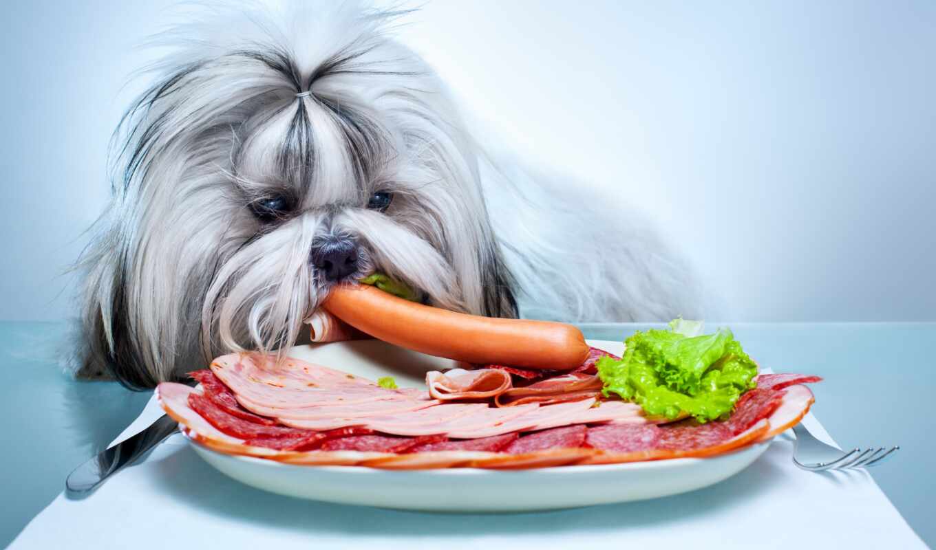 еда, картинка, собака, табличка, колбаса, гаванский, бишон, chien, stokovyi, animau