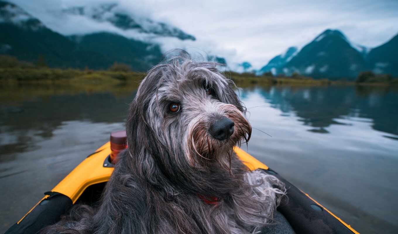 озеро, природа, трава, собака, see, animal, туман, лодка, рыбалка, kartinik