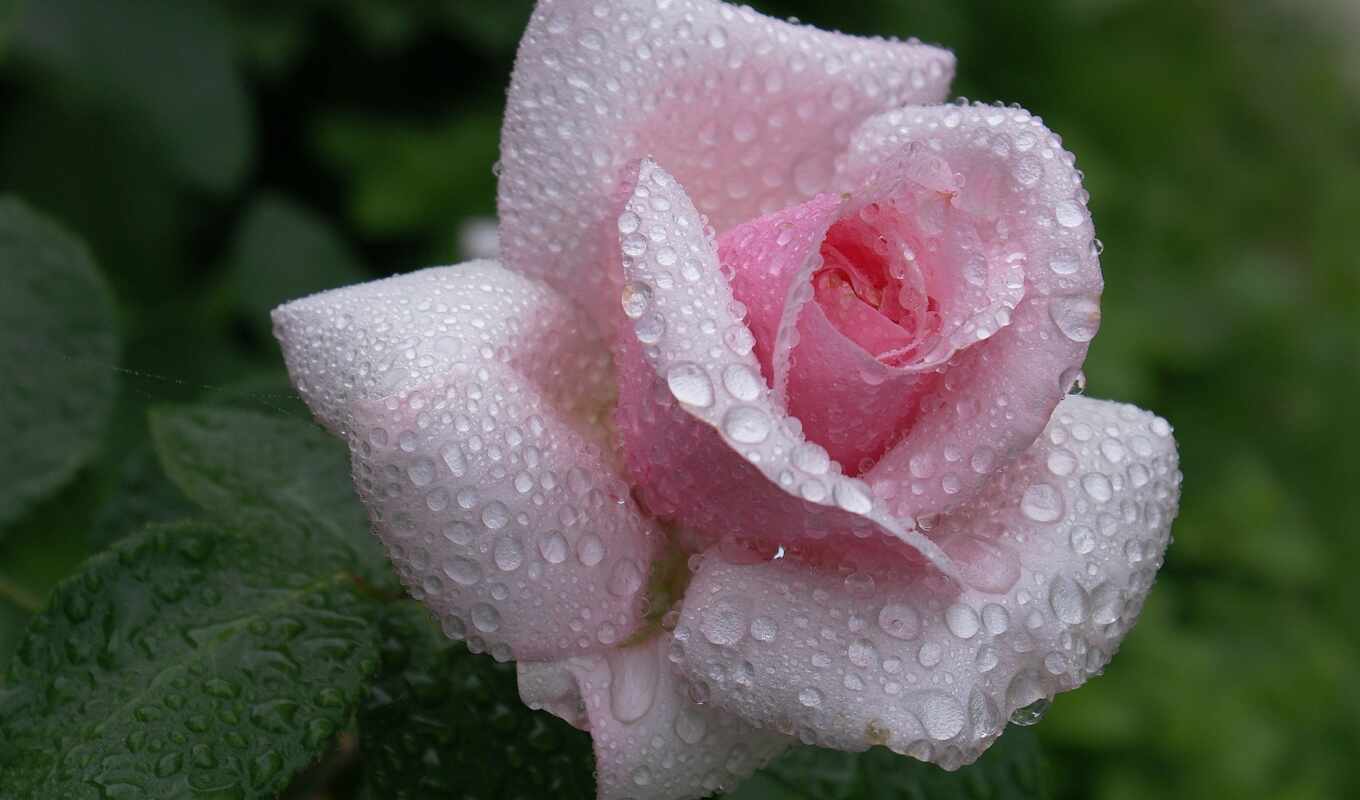 flowers, rose, drop, white, rain, water, plant, beautiful, variety, a drop, kanykyi