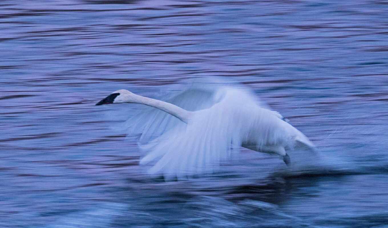 autumn, swan