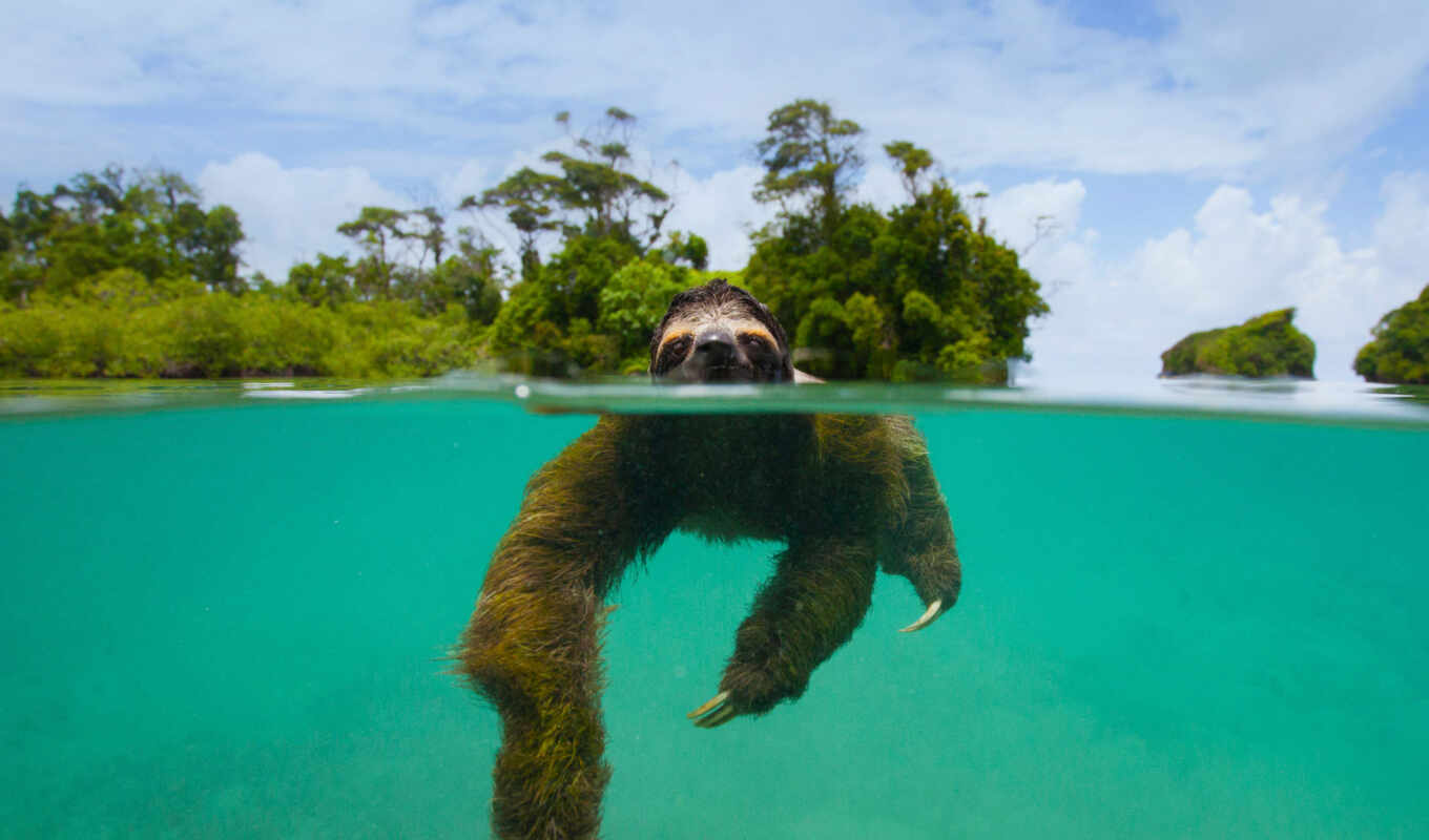 three, isla, sloth, oh, pygmy