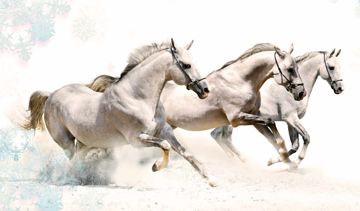 wallpapers, wallpaper, hd, desktop, no, and, you, white, free, vol, animals, photos, Oh, my God, animals, horses, horses, horse, movement, large, horses, run, extra