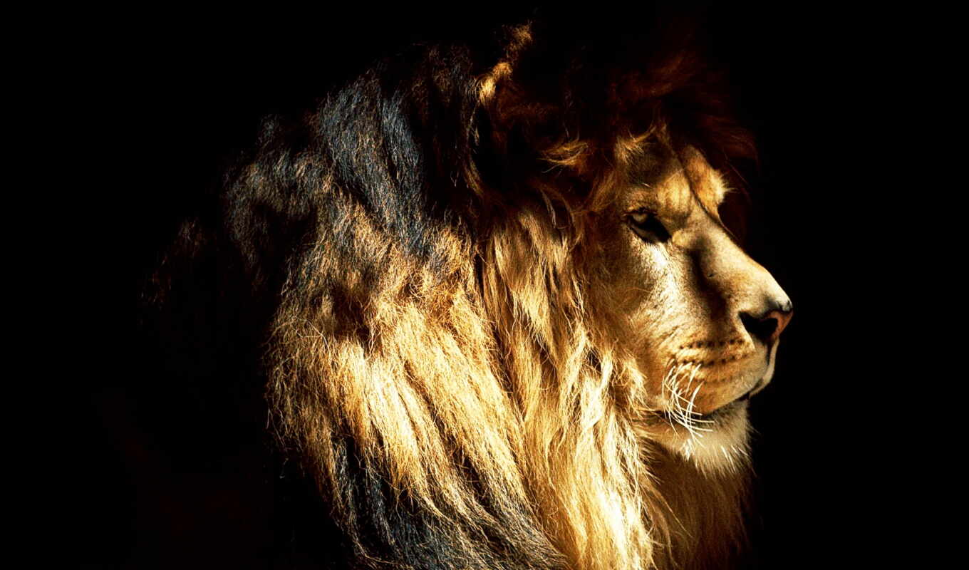 profile, lion