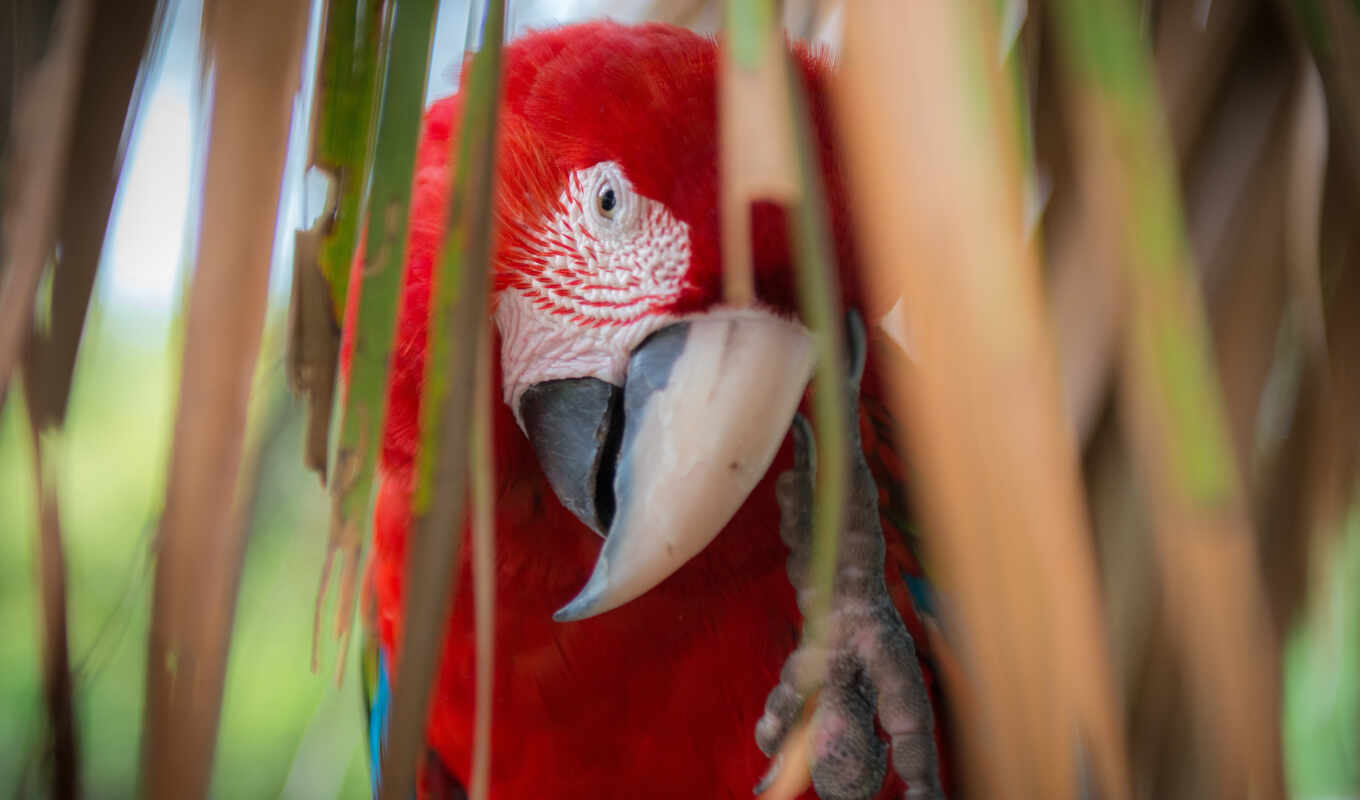 pictures, a parrot, beak