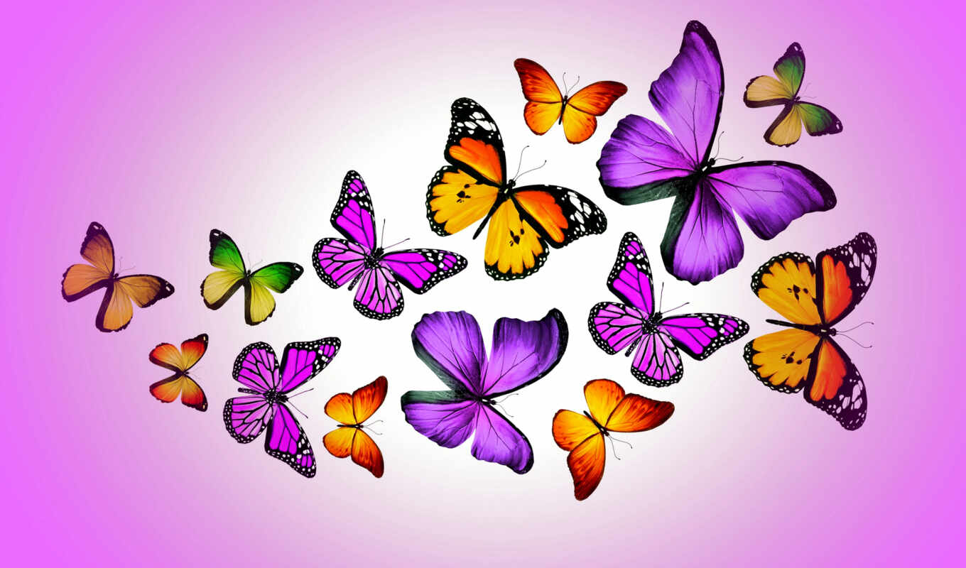 бабочка, розовый, фон, картинка