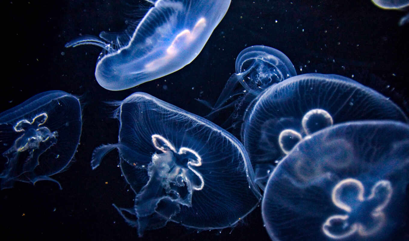 water, кот, море, animal, dark, jellyfish, underwater