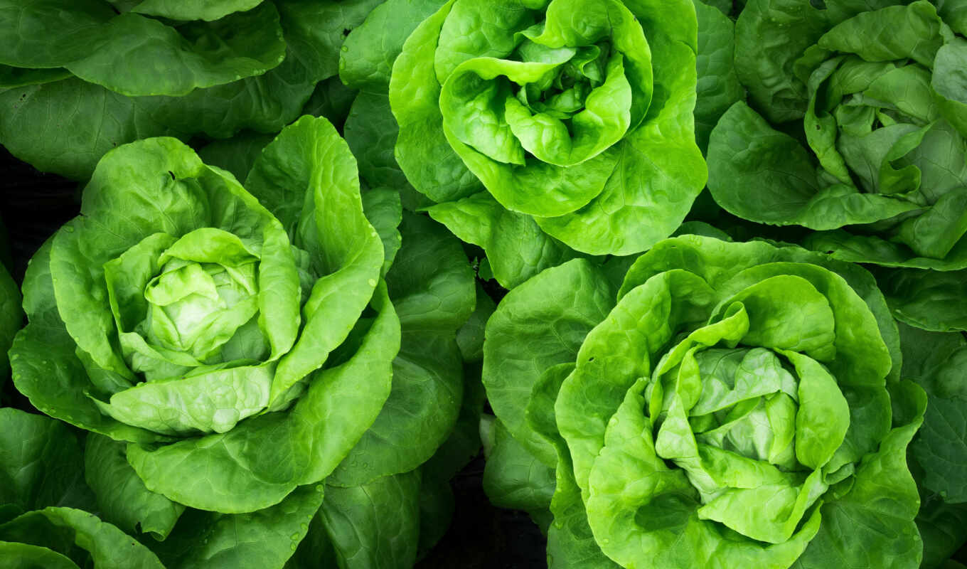 mobile, resolution, зелёный, растение, ultra, lettuce