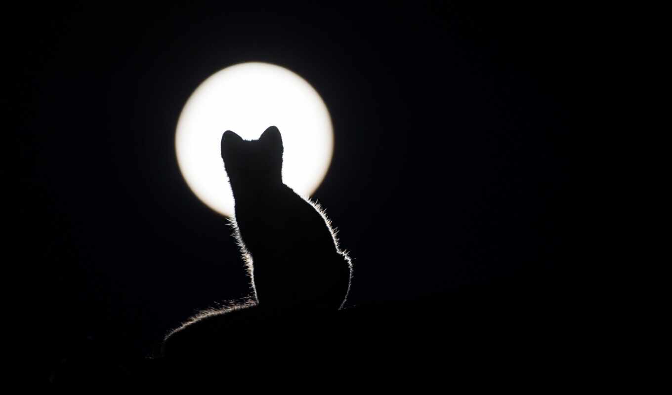 gray, moon, cat, kitty, animal, a shadow, code