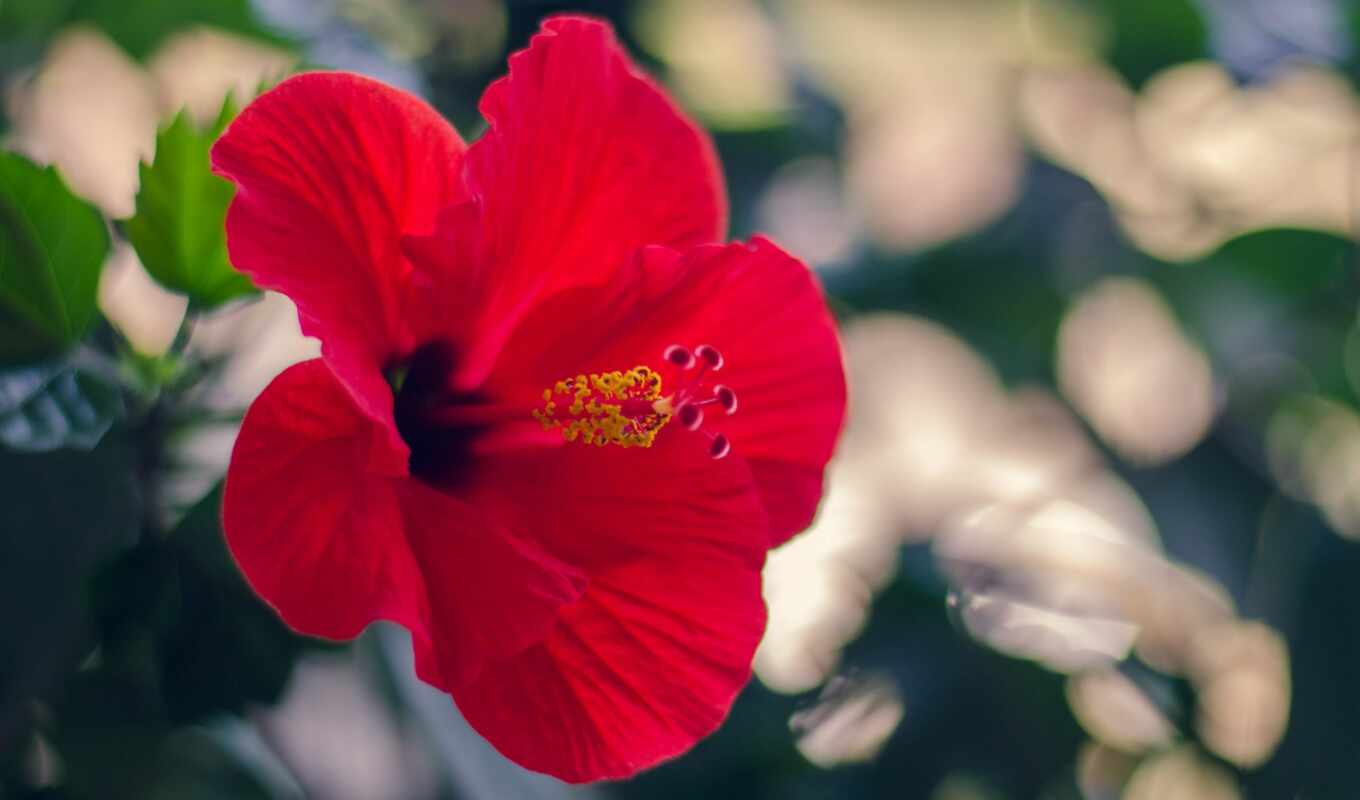 фото, вектор, hawaii, hawaiian, hibiscus