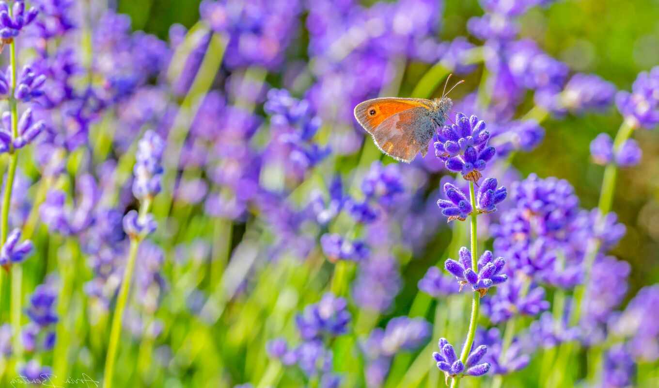 flowers, summer, grass, butterfly, animal, plant, small, weed, lavender, meadow