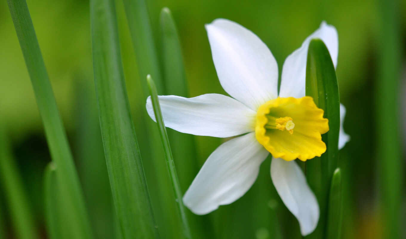 wild, daffodil, peresadok
