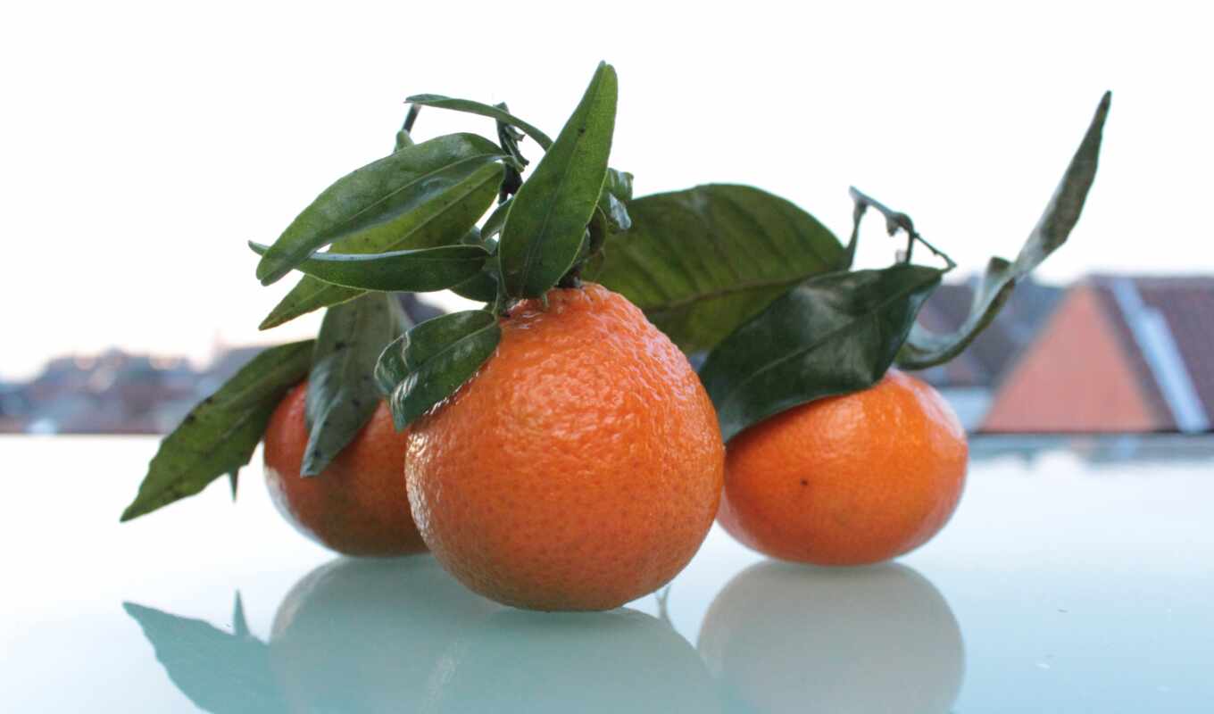 fetus, citrus, tangerine