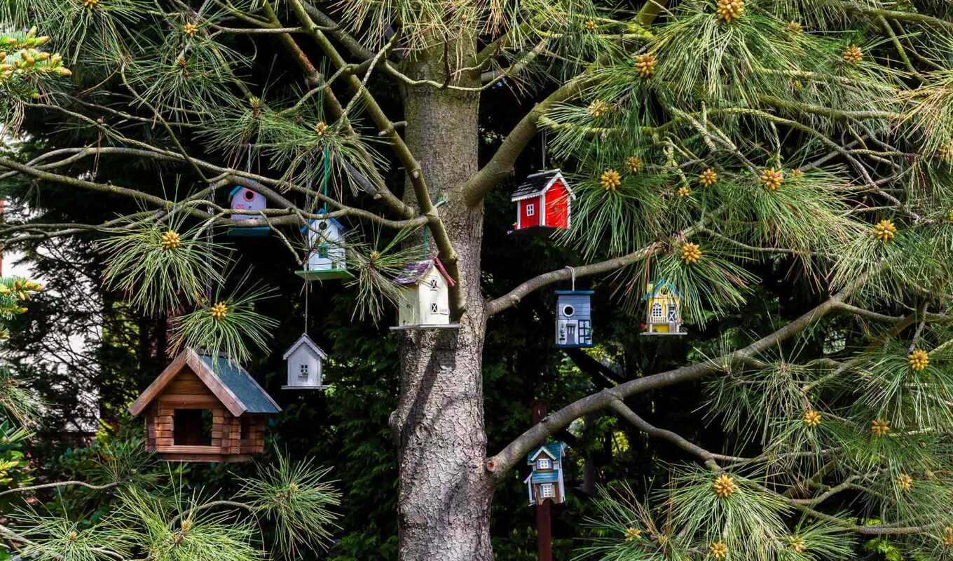 photo, house, tree, bird, skiller, hang