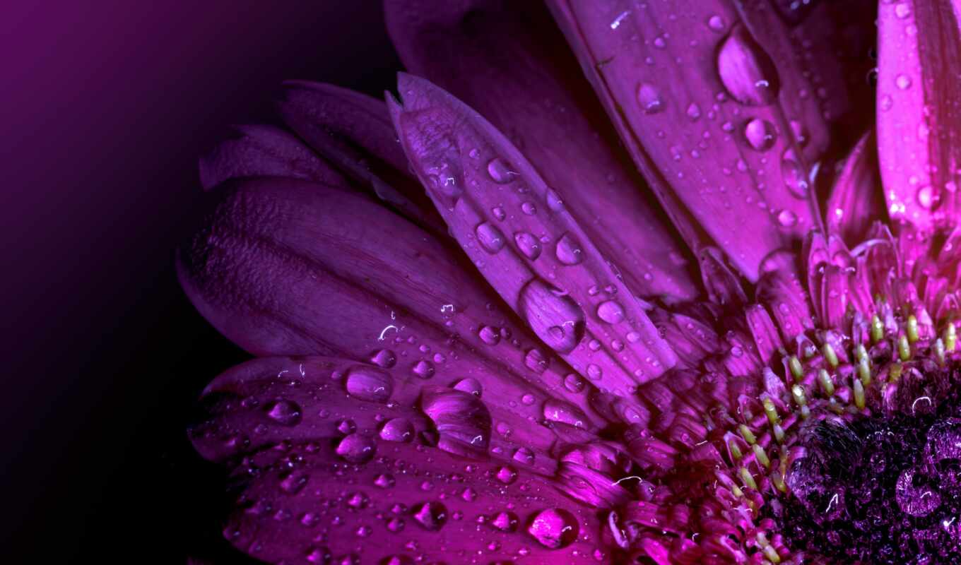 flowers, drop, purple, petal, closeup, gerbera, rare