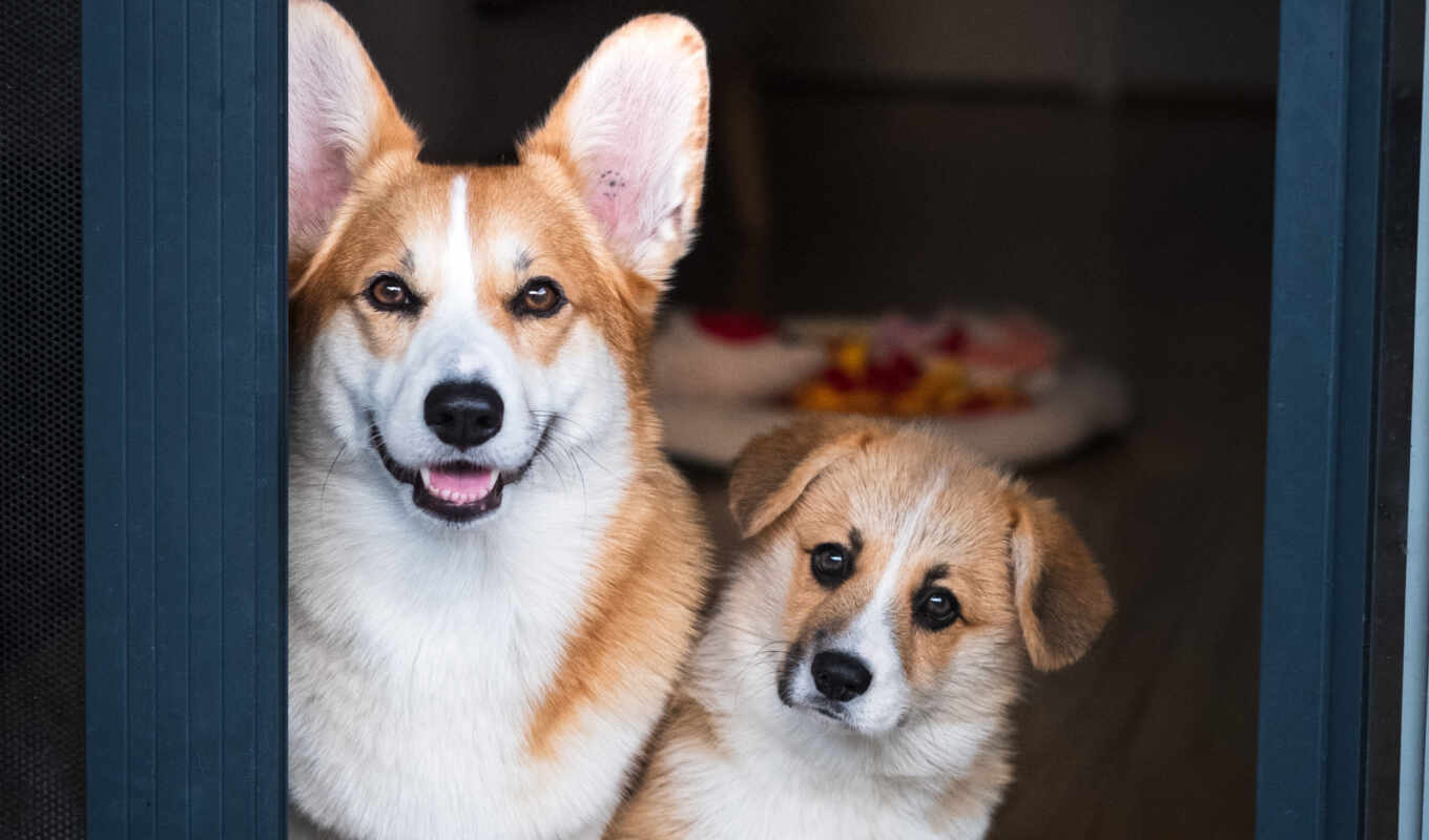 off, собака, поводок, corgi